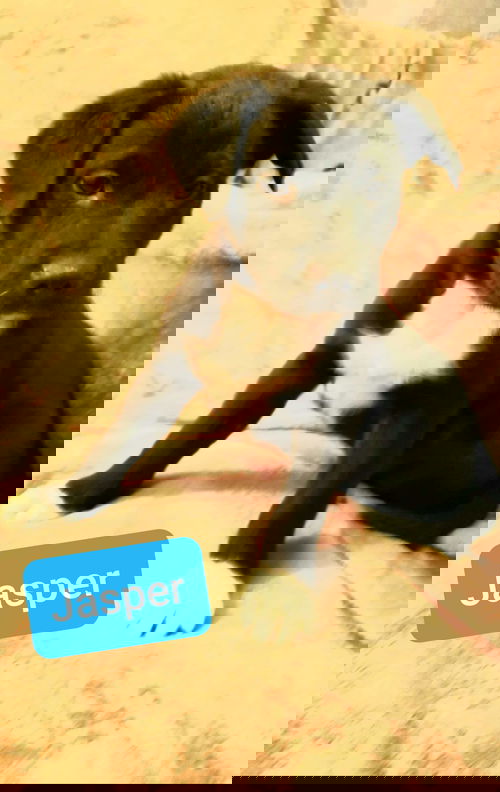 Jasper
