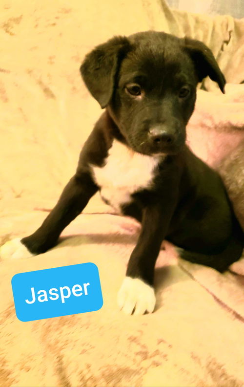 Jasper