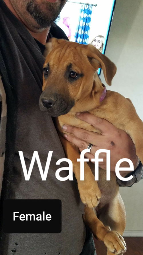 Waffle