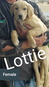 Lottie