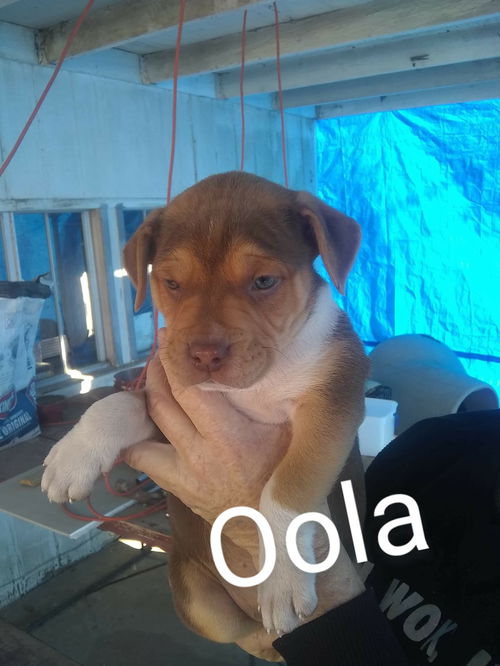 Oola