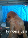 Princess Leia