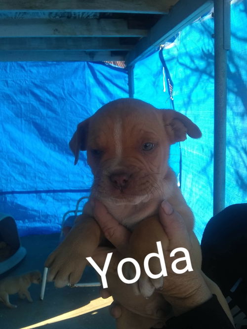 Yoda