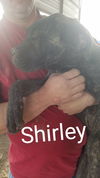 Shirley