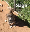 Sage