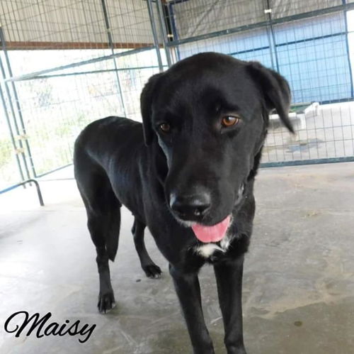 Maisy