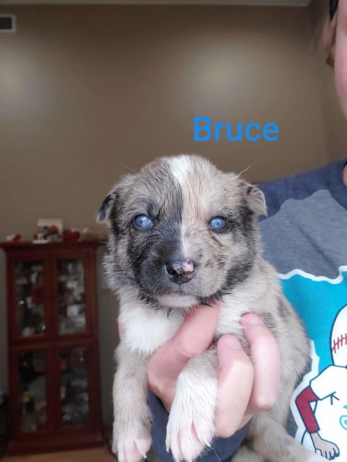 Bruce