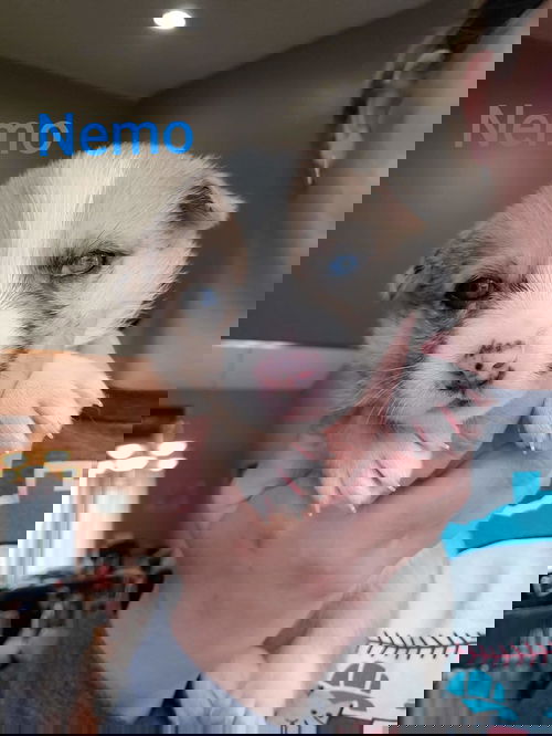 Nemo
