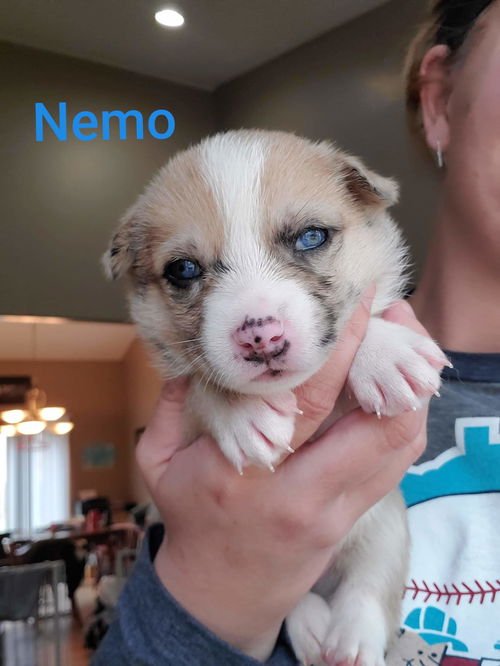 Nemo