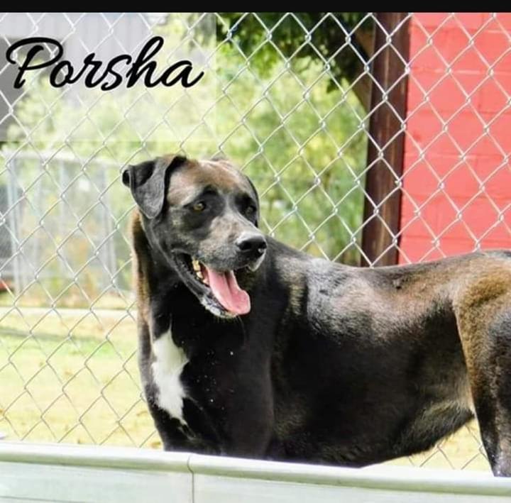 adoptable Dog in Minneapolis, MN named Porsha