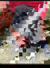 Porsha