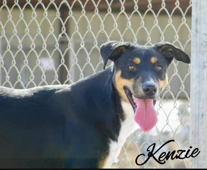 adoptable Dog in Minneapolis, MN named Kenzie
