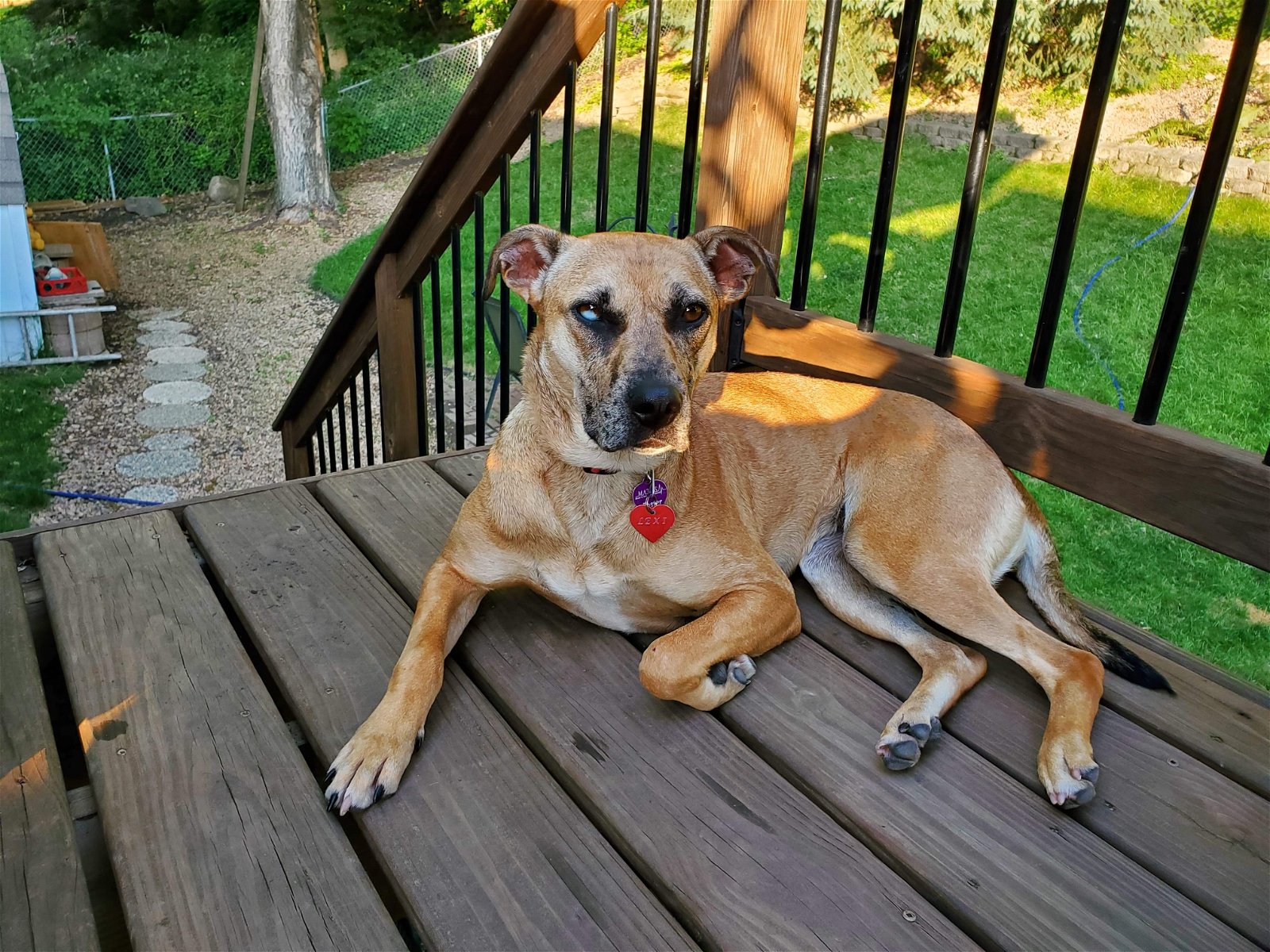 adoptable Dog in Minneapolis, MN named Lexi
