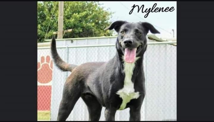adoptable Dog in Minneapolis, MN named Mylenee
