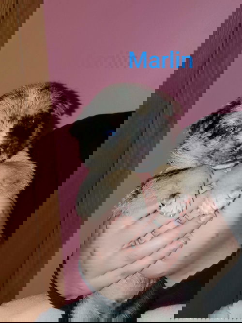 Marlin