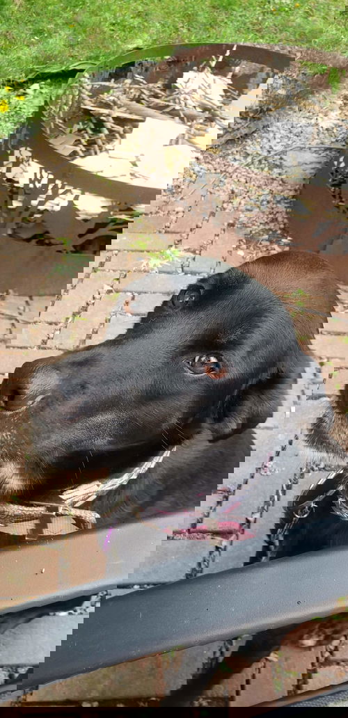 Zola