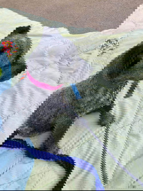 Oreo