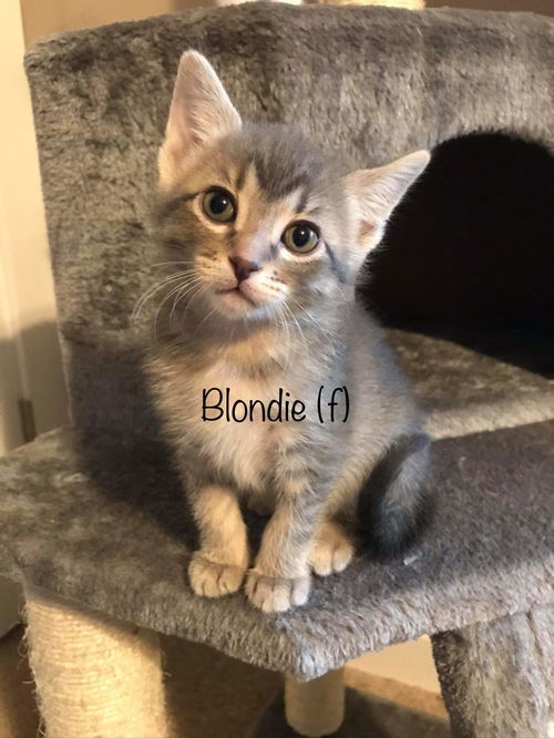 Blondie