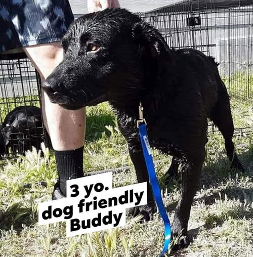 Buddy