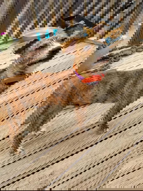 Ernie