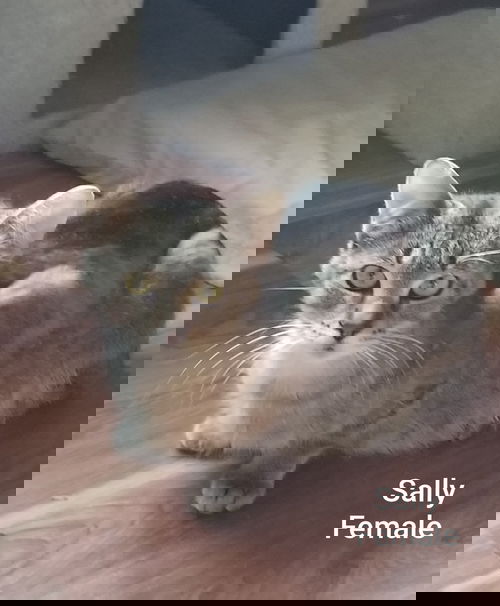Sally