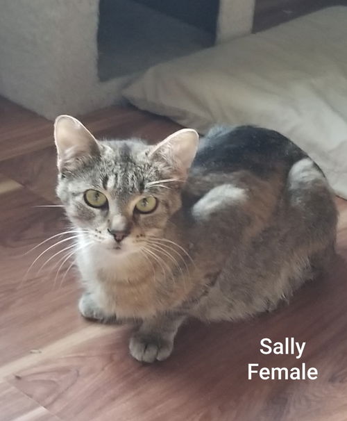 Sally