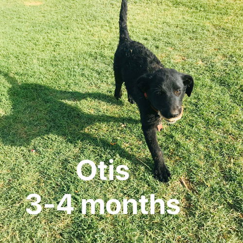 Otis