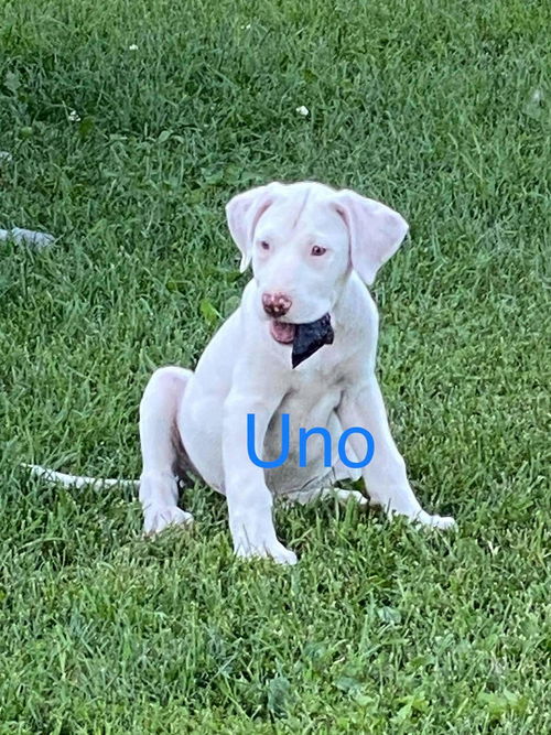 Uno