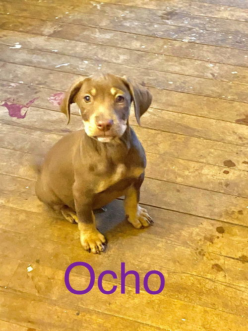 Ocho