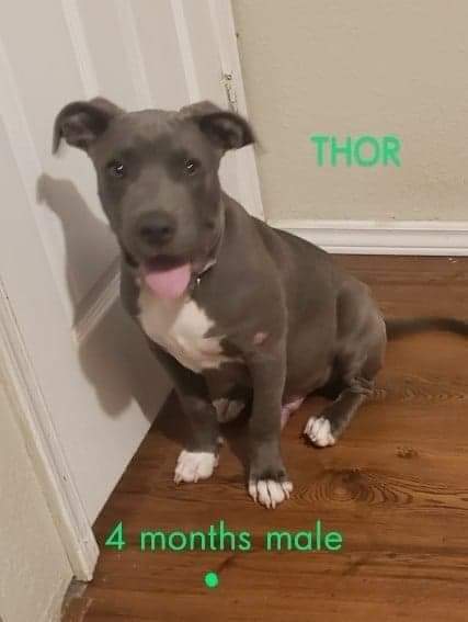 Thor