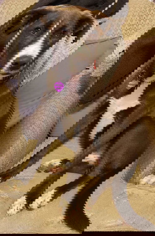 Jac Jac