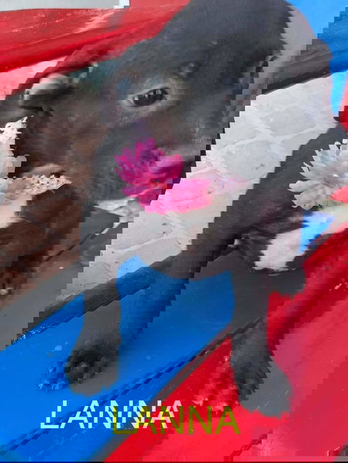 Lanna