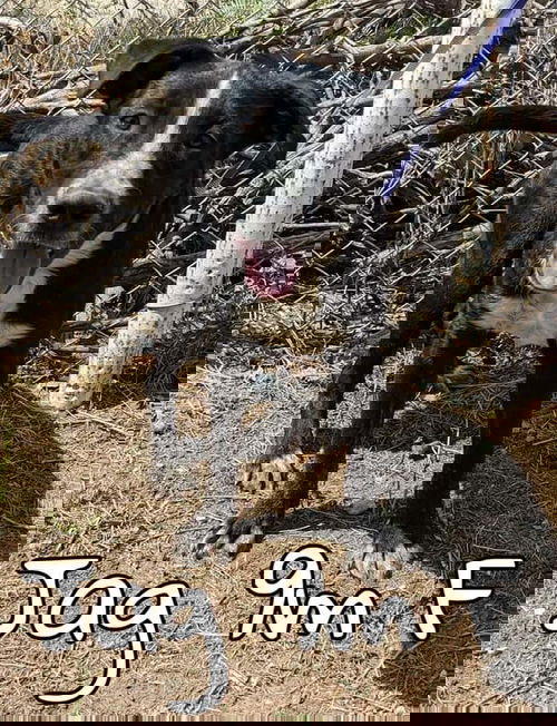 Jag