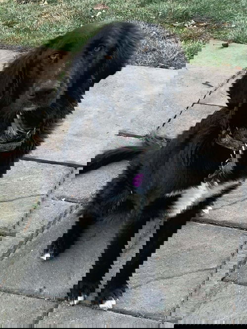 Nessy