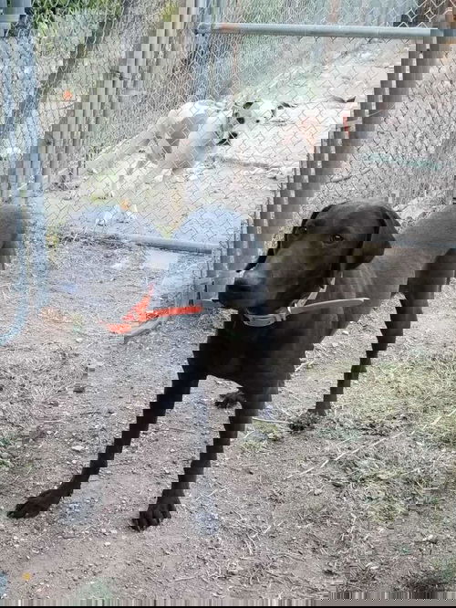 Nessie