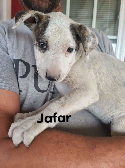 Jafar