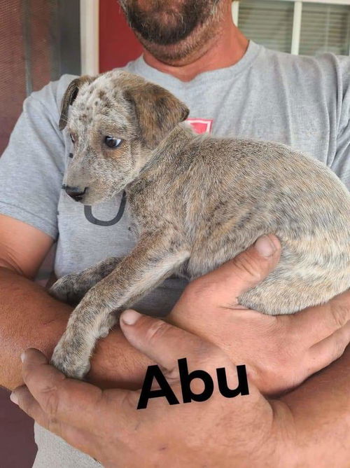 Abu