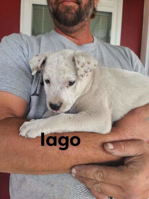 Iago