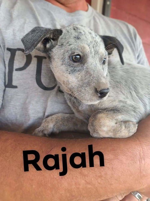 Rajah