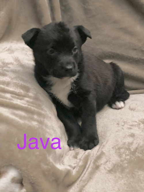 Java