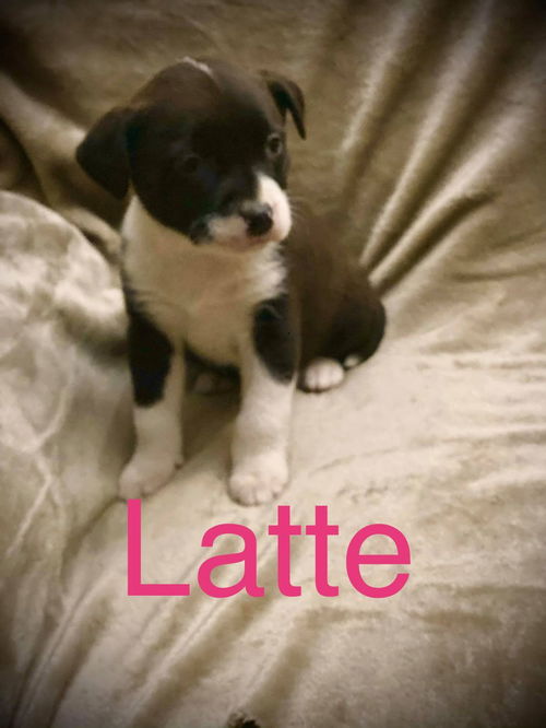 Latte