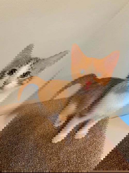 Prosciutto