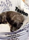 Texlon