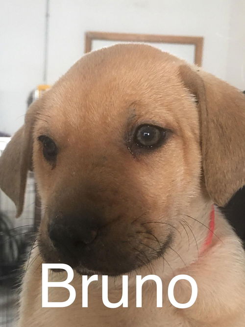 Bruno