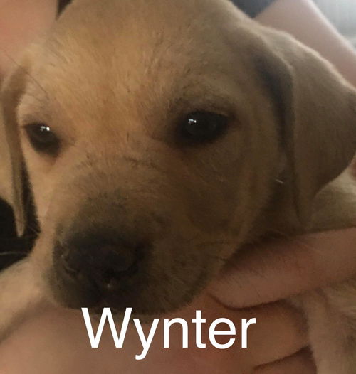 Wynter