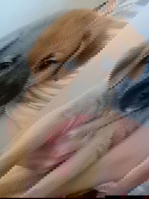 Victor