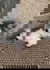 Pua