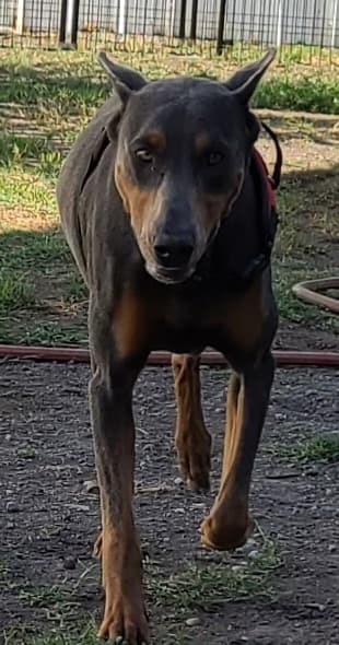 Apache