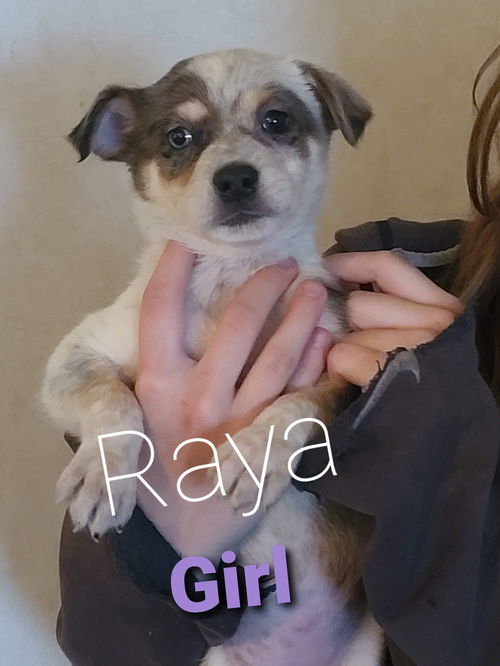 Raya