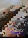 Little Noi